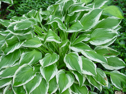 Hosta alba marginata